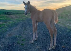 Dees Smokin Diamonds, Volturi foal