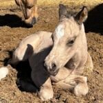 Digger, Volturi foal