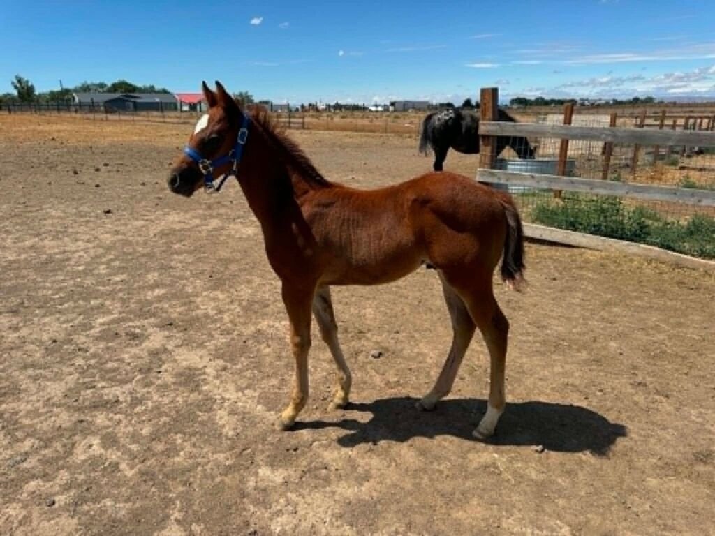 HCF First Edition, Volturi colt as a foal