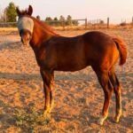 HCF First Edition at three months