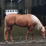 Ima Spinin Whiz, Volturi foal