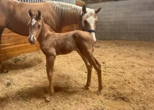 Ima Spinin Whiz, Volturi foal