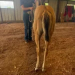 KataVolt, Volturi foal