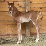 KJ Jax Diamondncrome, Volturi foal