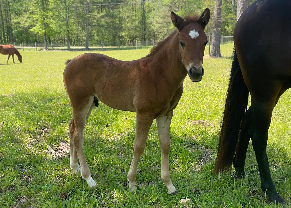KJ Jax Diamondncrome, Volturi foal