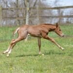 Lemynade, Volturi foal