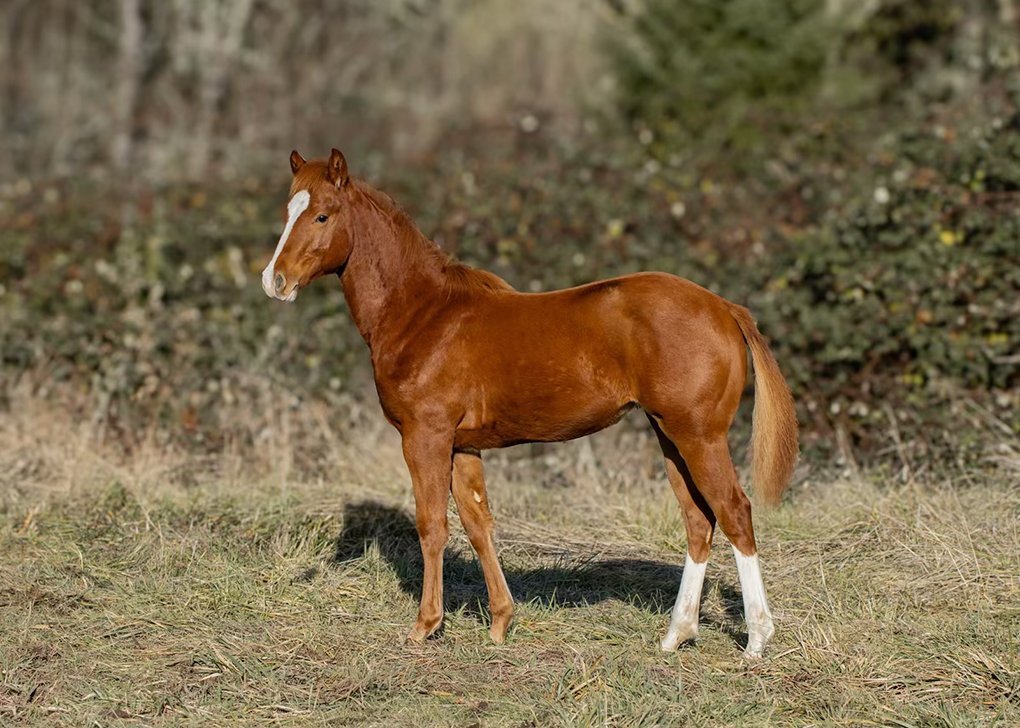 Nevadas Smokin Gun, Volturi foal