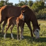 Nu Shiney Mercedes, Volturi foal