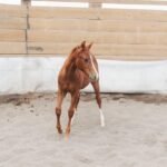 Nu Shiney Mercedes, Volturi foal