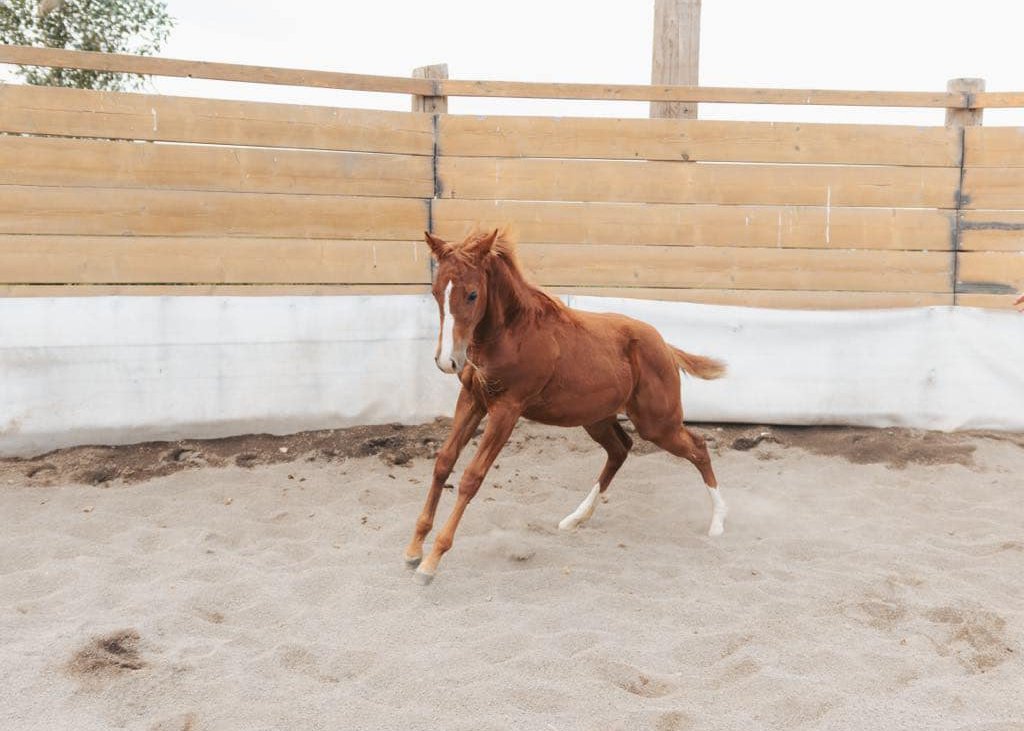 Nu Shiney Mercedes, Volturi foal