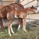 Remember I Am Regal, Volturi foal