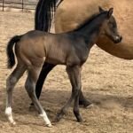 Ruger, Volturi foal