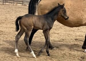 Ruger, Volturi foal