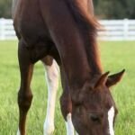Sheza Custom Star, 2025 chestnut tobiano filly by Volturi out of Docs Hollywood Star