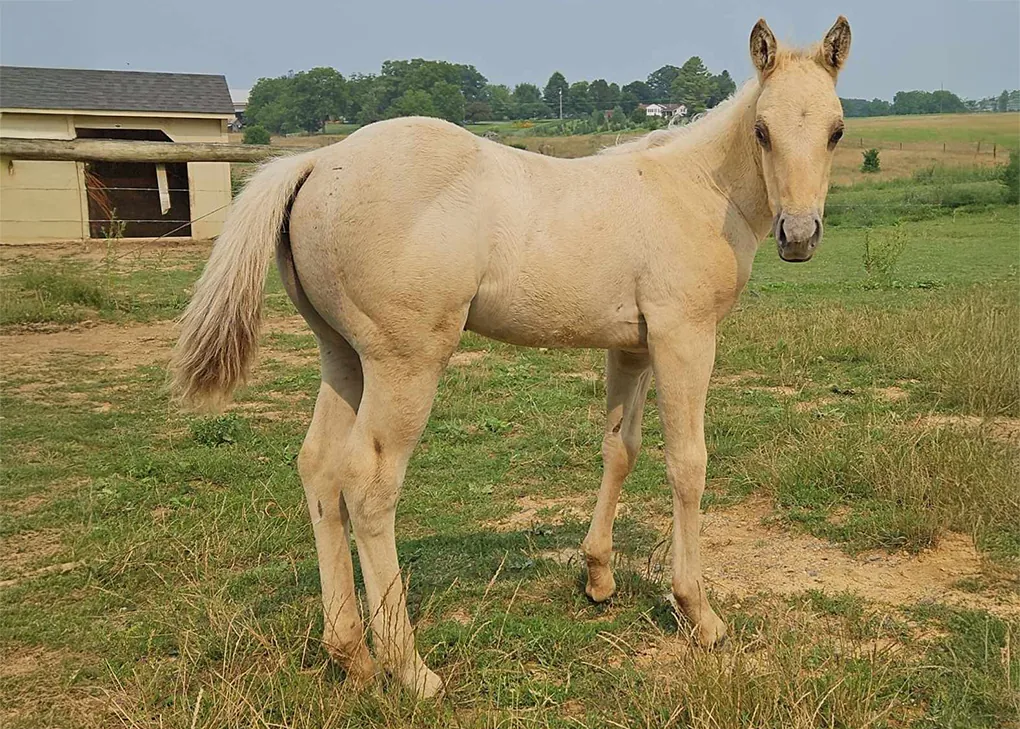 Sid, Volturi foal
