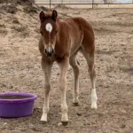 TDS Bella Be Good, Volturi foal