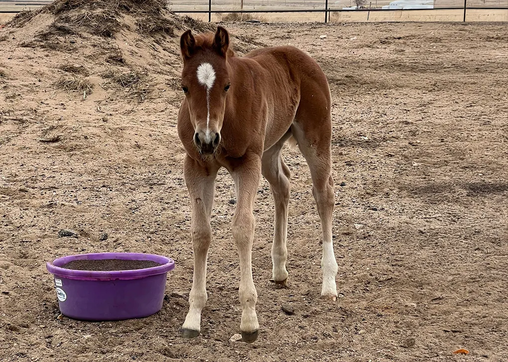 TDS Bella Be Good, Volturi foal