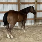 TDS Bella Be Good, Volturi foal
