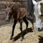 TDS Devils Bourbon, Volturi foal