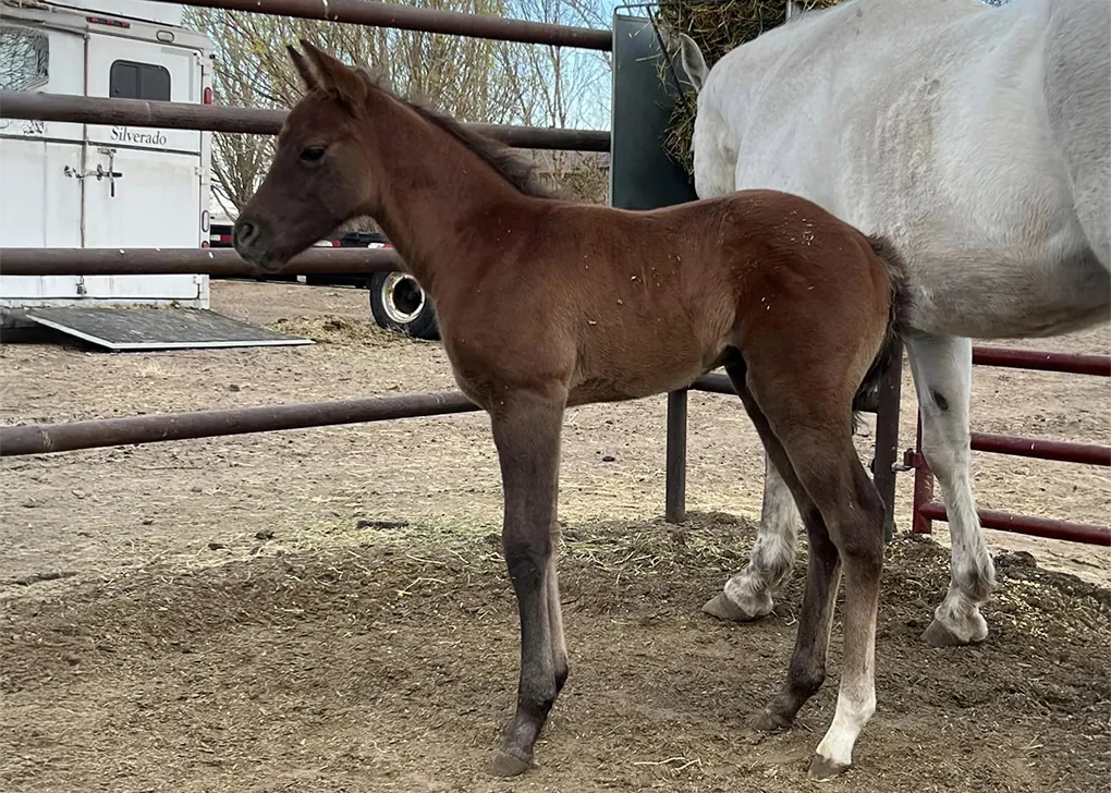 TDS Devils Bourbon, Volturi foal