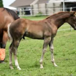 Vennom, Volturi foal
