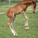 Vennom, Volturi foal