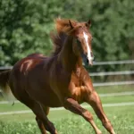 Vennom, Volturi foal