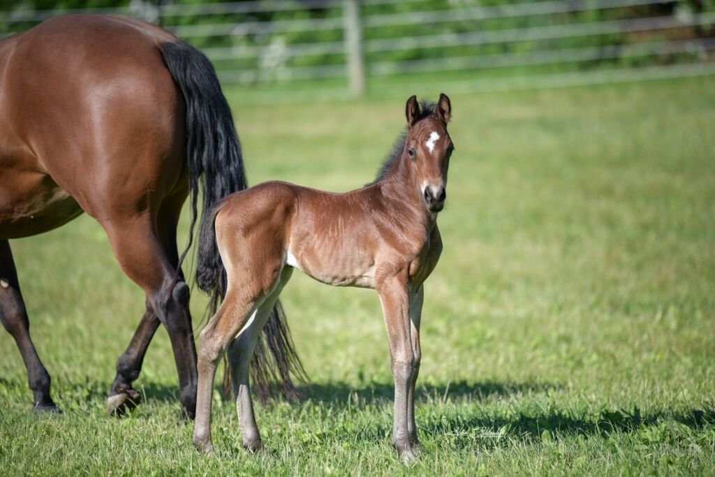Venomous Kisses as a foal, by Volturi