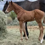 Volt, Volturi foal