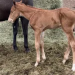 Volt, Volturi foal