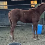 Volt, Volturi foal