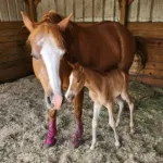 Volturi x HH Jets Summer Shandy, Volturi foal