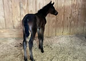 Volturi x Paradigm, Volturi foal