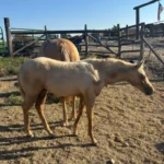 Volturi x Paris Dun Her Time, Volturi foal