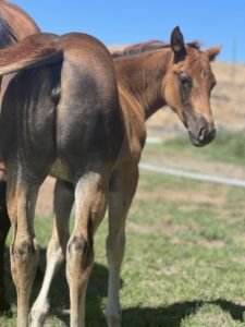 2023 filly by Volturi out of PD Miss Kitty