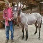 Volturi x Pepto Moonshine, Volturi foal