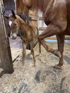 2026 chestnut filly by Volturi out of Roxy, newborn
