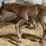 Volturi x Scottish She Devil, Volturi foal