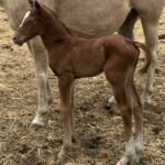 Volturi x Whatshername Dun It, newborn filly