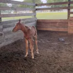 Volturis Cryptonite, Volturi foal