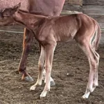 Volturis Cryptonite, Volturi foal