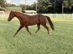 Volturis Cryptonite, 2023 sorrel stallion by Volturi out of Little Lois Lane