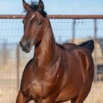 Voltz, Half-Arabian bay filly by Volturi out of No Rezurvacians