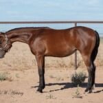 Voltz, Half-Arabian bay filly by Volturi out of No Rezurvacians