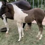 Wickedwhizofthewest, Volturi foal